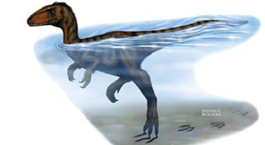 Fossilized tracks show dinosaurs could swim