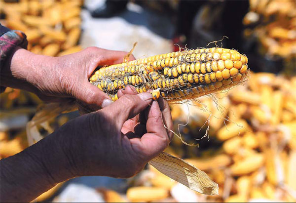 Rain, snow may eat into grain harvest