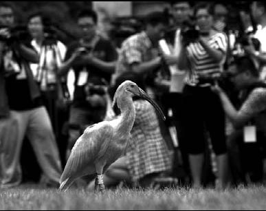 32 endangered birds released into the wild