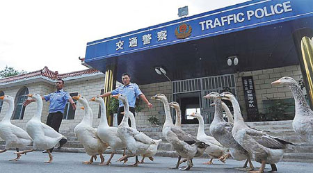 Birds of a feather flock together to boost police ranks in Xinjiang