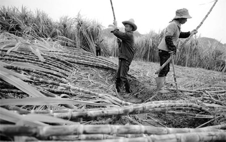 Farmers toiling in careers