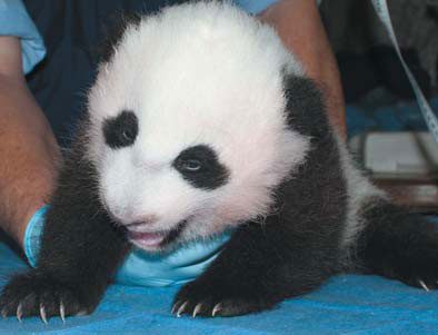 Panda cub's wait ends: Her name is Bao Bao