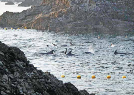 Dolphin hunts continue in Japan