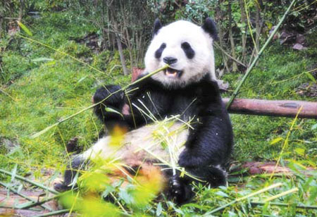 Chengdu report: Logistics matter as Chengdu leads western development