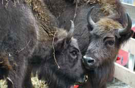 Once-decimated European bison returned to wild