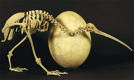 New Zealand's kiwi is from Madagascar