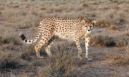 Iran rushes to save endangered Asian cheetahs from extinction