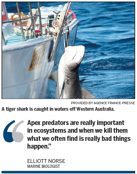 Australia urged to end shark cull
