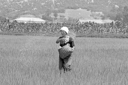 Farmers strive to feed DPRK