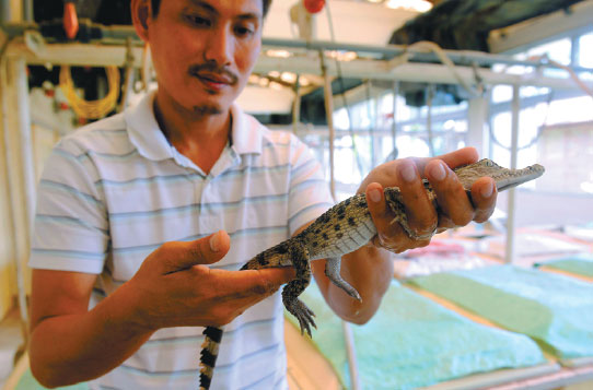 Rare crocodiles survive in Philippine 'Noah's Ark'