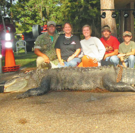 Mega gator catch is largest in Alabama