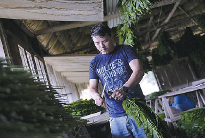 Farmers put protection over profit