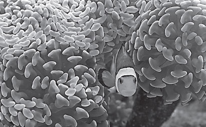 'Virtual dive' takes you on trip to the world's most spectacular coral reefs