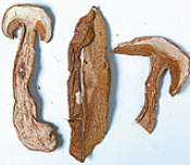 Popular exported mushrooms