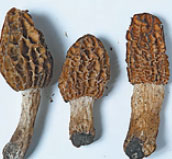 Popular exported mushrooms