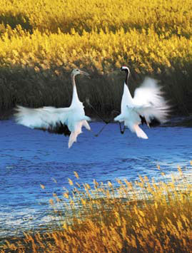 Creating a habitat where tourists roam freely