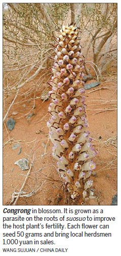 Program intends to reclaim desert land