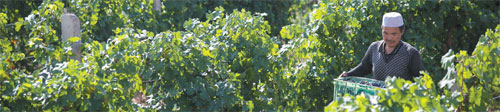 Helan Mountain wines harvest international recognition
