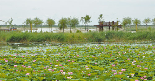 Bringing Jilin's wetlands back to life - Chinadail