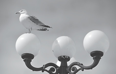Seagulls terrorize British holidaymakers