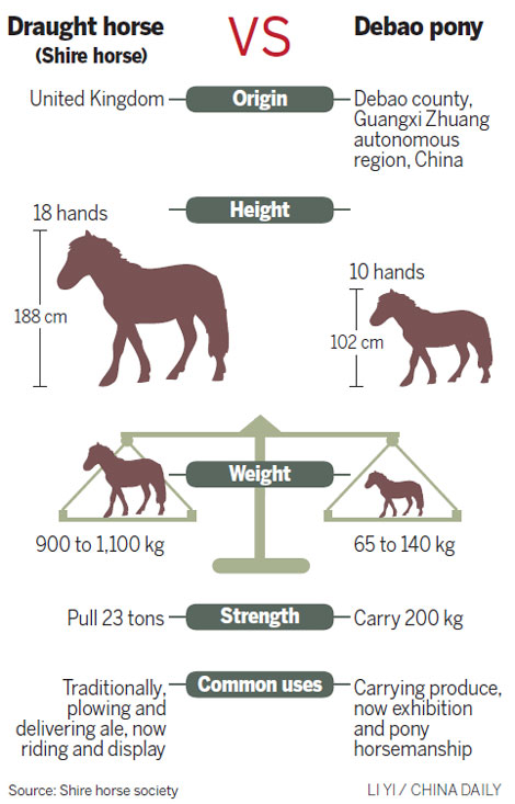 Once-endangered pony makes comeback