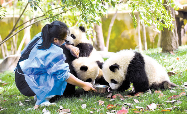 For the love of the pandas