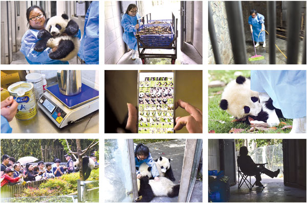 For the love of the pandas