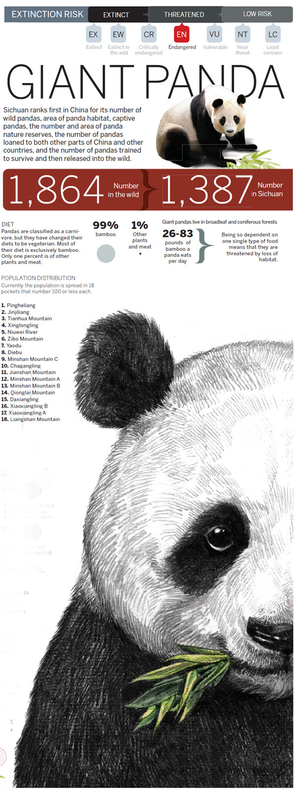 giant panda