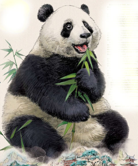 Pandas On The Rise, But Far From Safe
