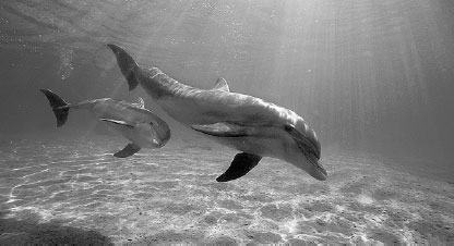 Dolphins recorded conversing 'just like two people' for first time