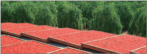 Ancient Ningxia agriculture today modernizing, thriving