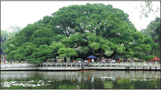 Jasmine and banyan trees boast millenia of culture