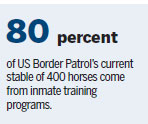 Wild horses tamed by prisoners