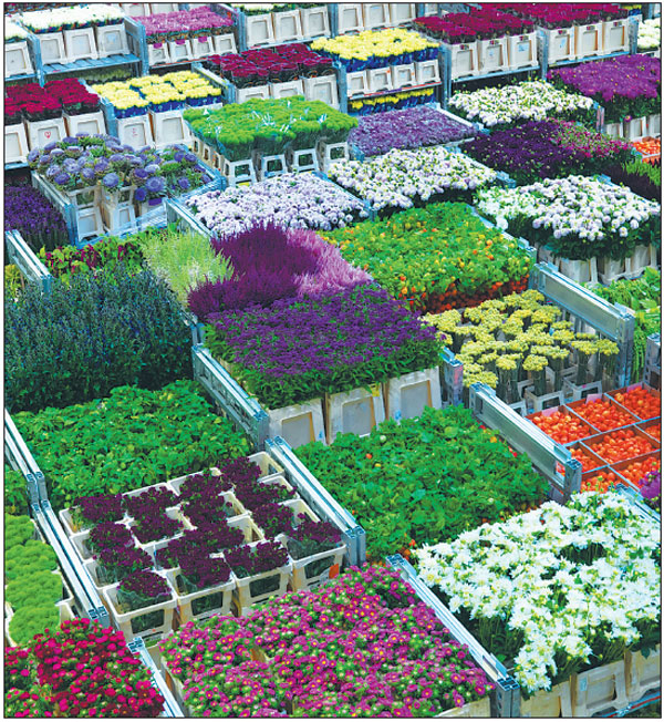 Business blooms in growing market