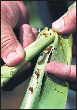 Armyworm invasion threatening southern Africa's major food crops