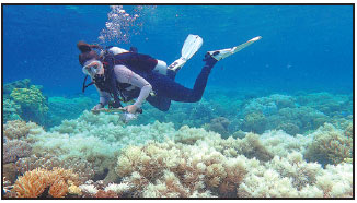 Bleak outlook for coral in Australia