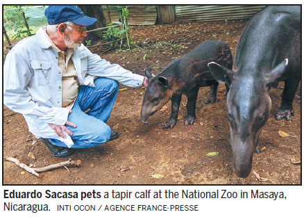 Fight on to save endangered tapirs