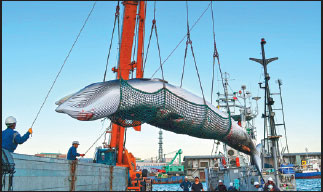 Japan kills 177 whales in annual hunt
