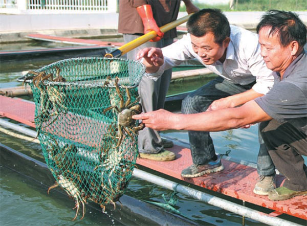 Hairy crabs a must-have for fall holidays