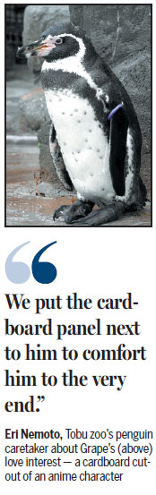 Japan zoo mourns death of love-struck penguin