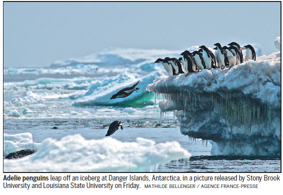 Discovery of penguins ruffles scientists' feathers