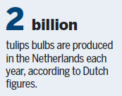 Nature's pageantry springs to life as Dutch tulip season begins to bloom
