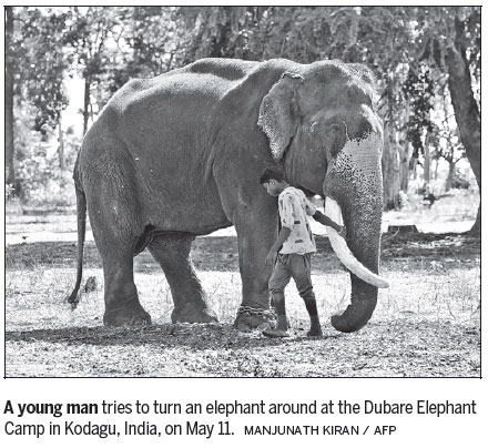 Front line of war with elephants