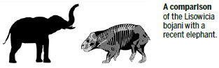 Mammal 'cousin' lived alongside dinosaurs