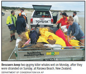51 pilot whales die in another stranding