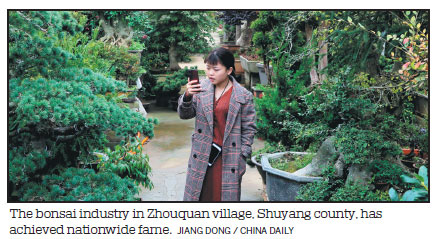 Bonsai village in Shuyang succeeds on Internet sales growth