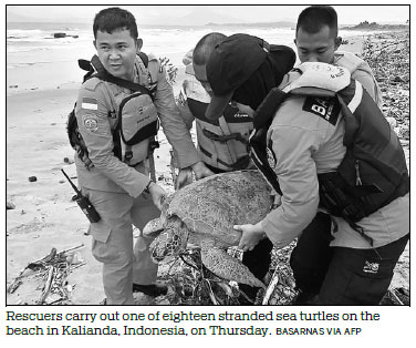 'All lives matter': Indonesia saves turtles stranded by deadly tsunami