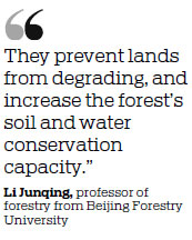 Improving the quality of bamboo can help pandas return to nature