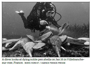 Tiny killer threatens giant clam, an aquatic emblem of the Med