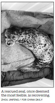 Seals rescued from poachers to be sent back to wild